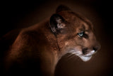 Puma Poster och Canvastavla