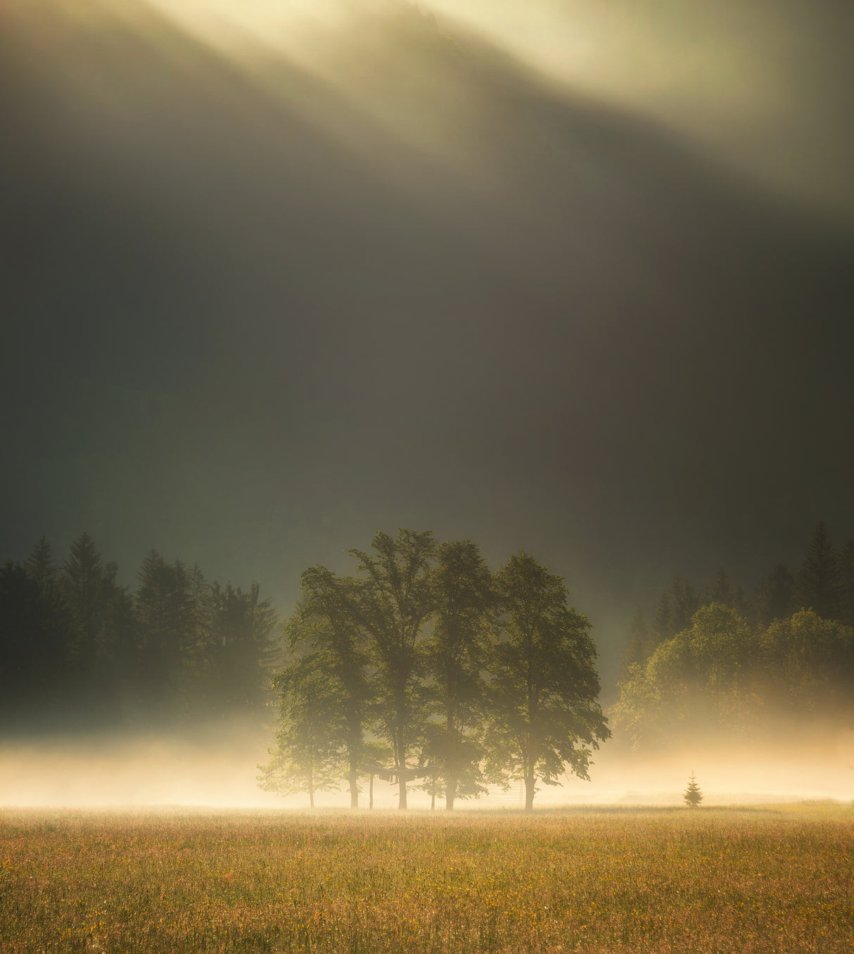 Morning light Poster och Canvastavla