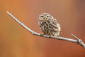 Little Owl Poster och Canvastavla