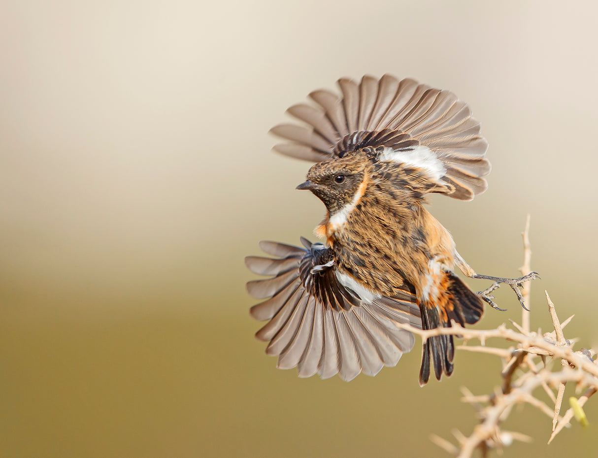Stonechat Poster och Canvastavla