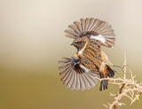 Stonechat Poster och Canvastavla