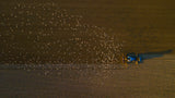 Hungry birds following tractor Poster och Canvastavla