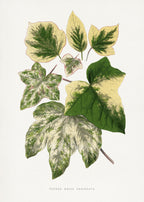 Green Leaf Illustration Poster och Canvastavla