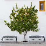 Orange Tree Poster och Canvastavla