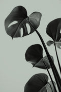 Monstera Teal 04 Poster och Canvastavla