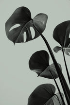 Monstera Teal 04 Poster och Canvastavla