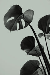 Monstera Teal 04 Poster och Canvastavla