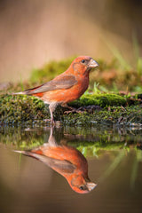 The Red Crossbill, Loxia curvirostra Poster och Canvastavla