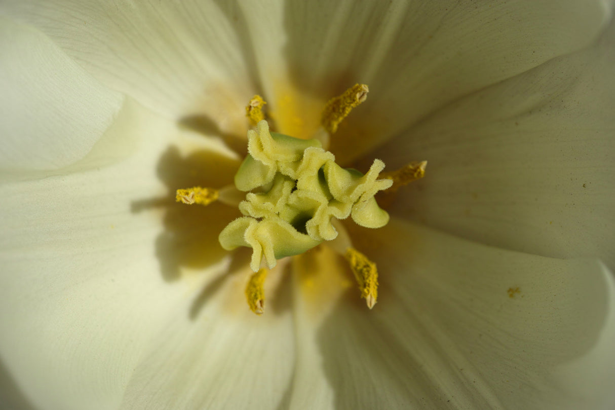 white tulip close up Poster och Canvastavla