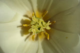 white tulip close up Poster och Canvastavla