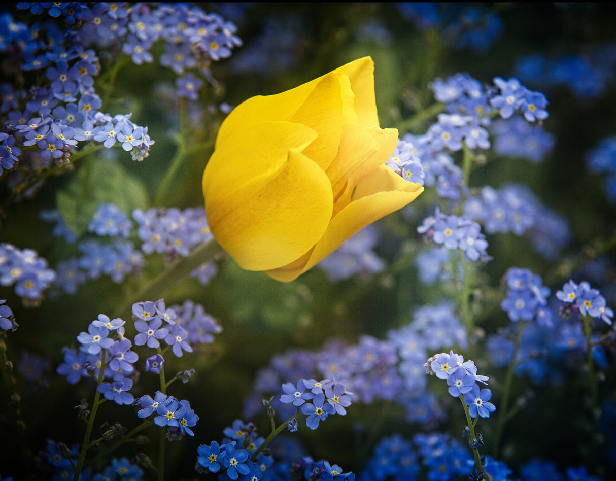 some flowers for Ukraine Poster och Canvastavla