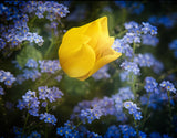 some flowers for Ukraine Poster och Canvastavla