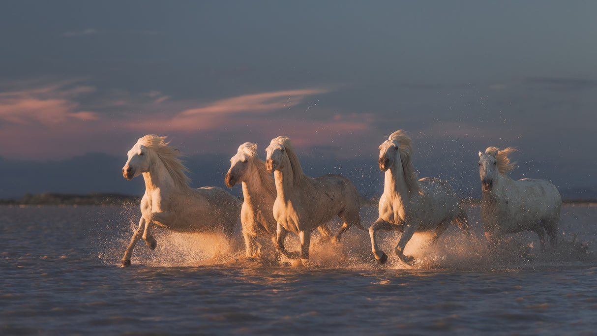 Camargue horses on sunset Poster och Canvastavla