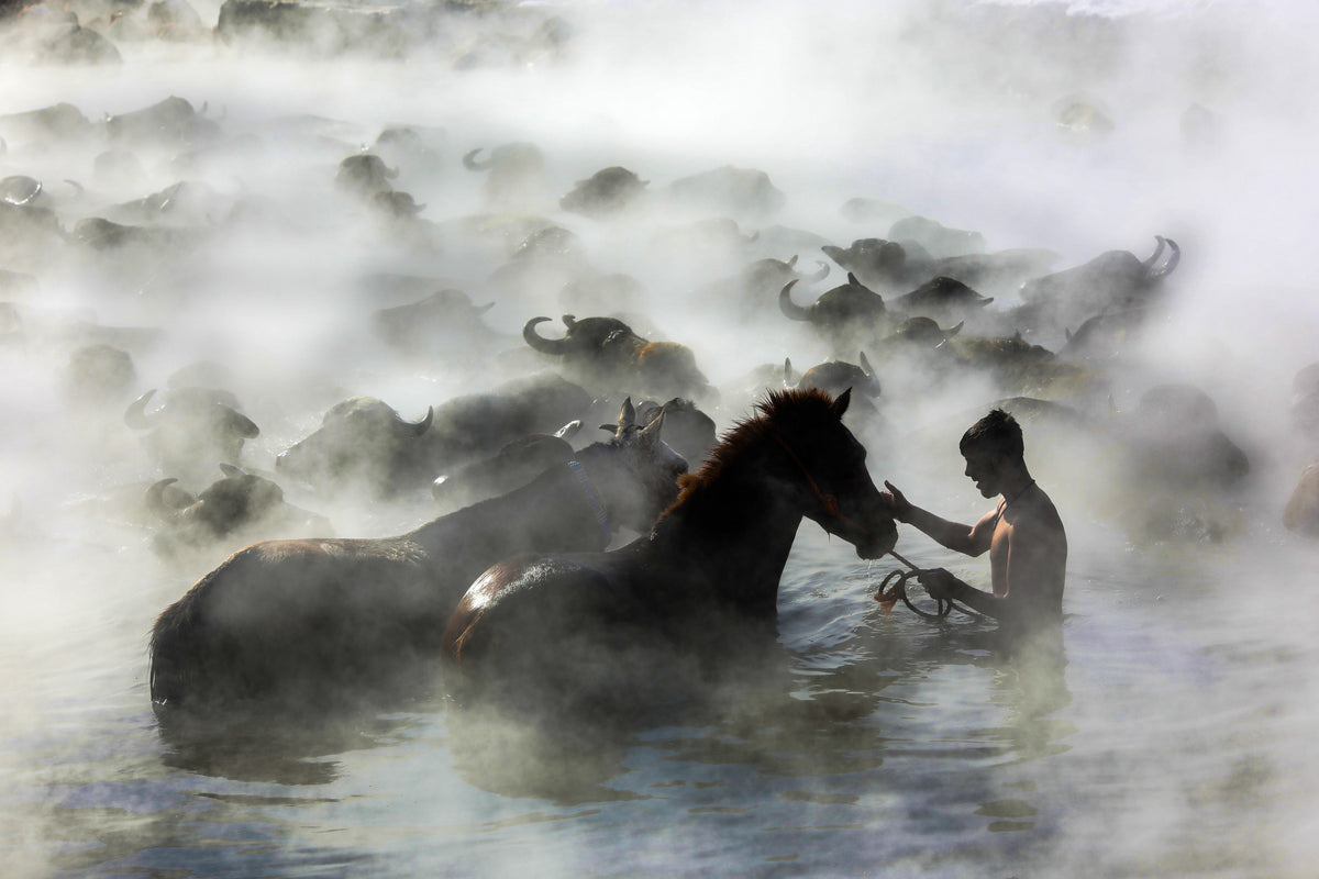 horses Poster och Canvastavla