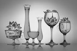 Lotus flower in glasses Poster och Canvastavla