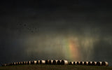 If you want the rainbow you gotta put up with the rain Poster och Canvastavla