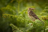 Meadow Pipit with Moth Poster och Canvastavla