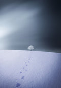 Winter Poster och Canvastavla