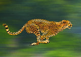 Cheetah Full Sprint Poster och Canvastavla