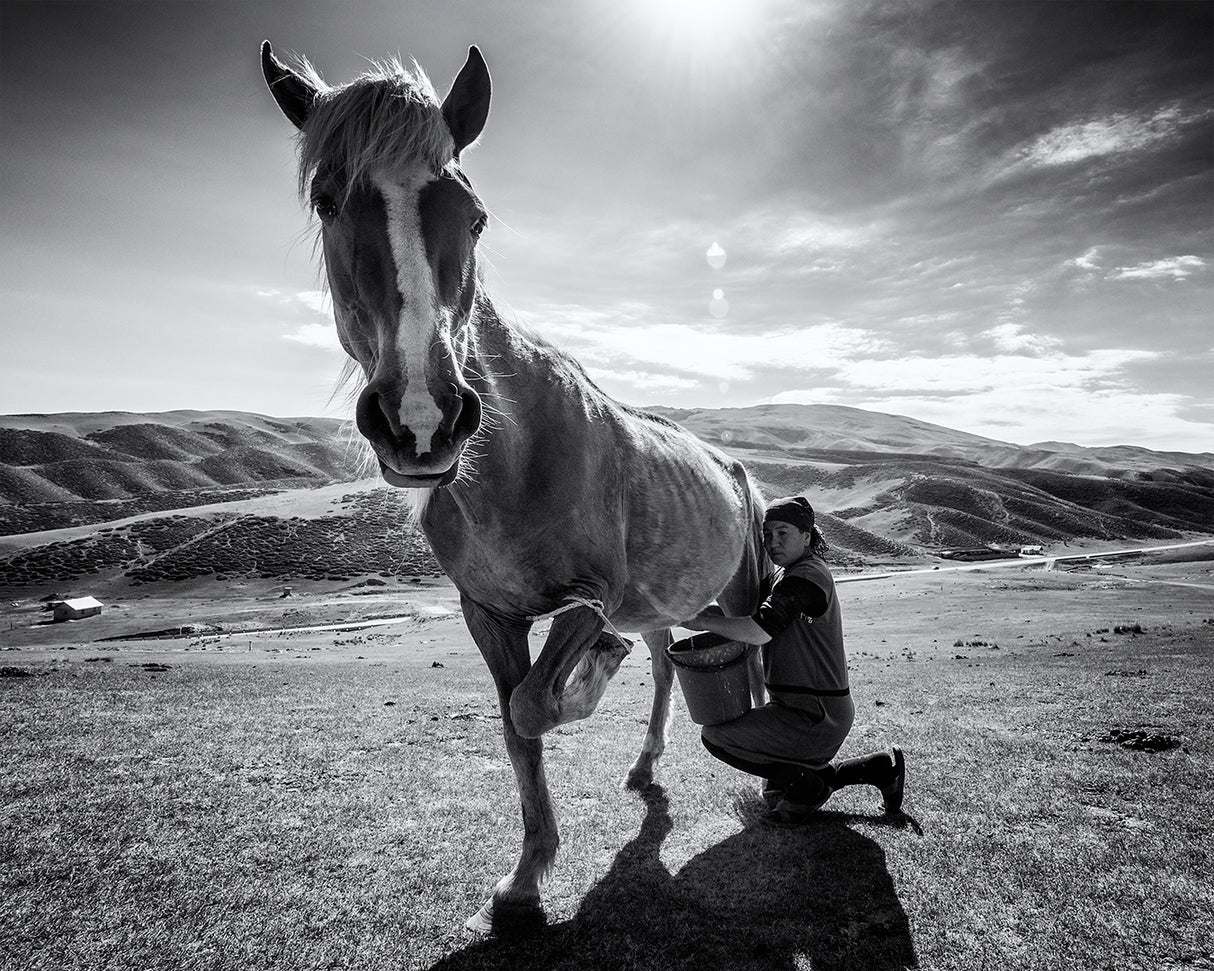 Horse milk Poster och Canvastavla