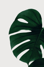 Monstera Natural 30 Poster och Canvastavla