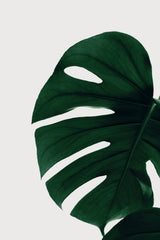 Monstera Natural 30 Poster och Canvastavla