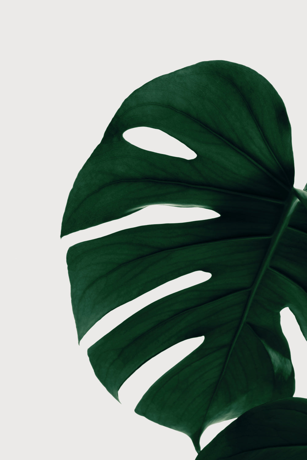 Monstera Natural 30 Poster och Canvastavla