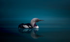 Black - throated Diver Poster och Canvastavla