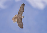Top of the avian food chain Poster och Canvastavla