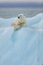 Relaxed polar bear Poster och Canvastavla