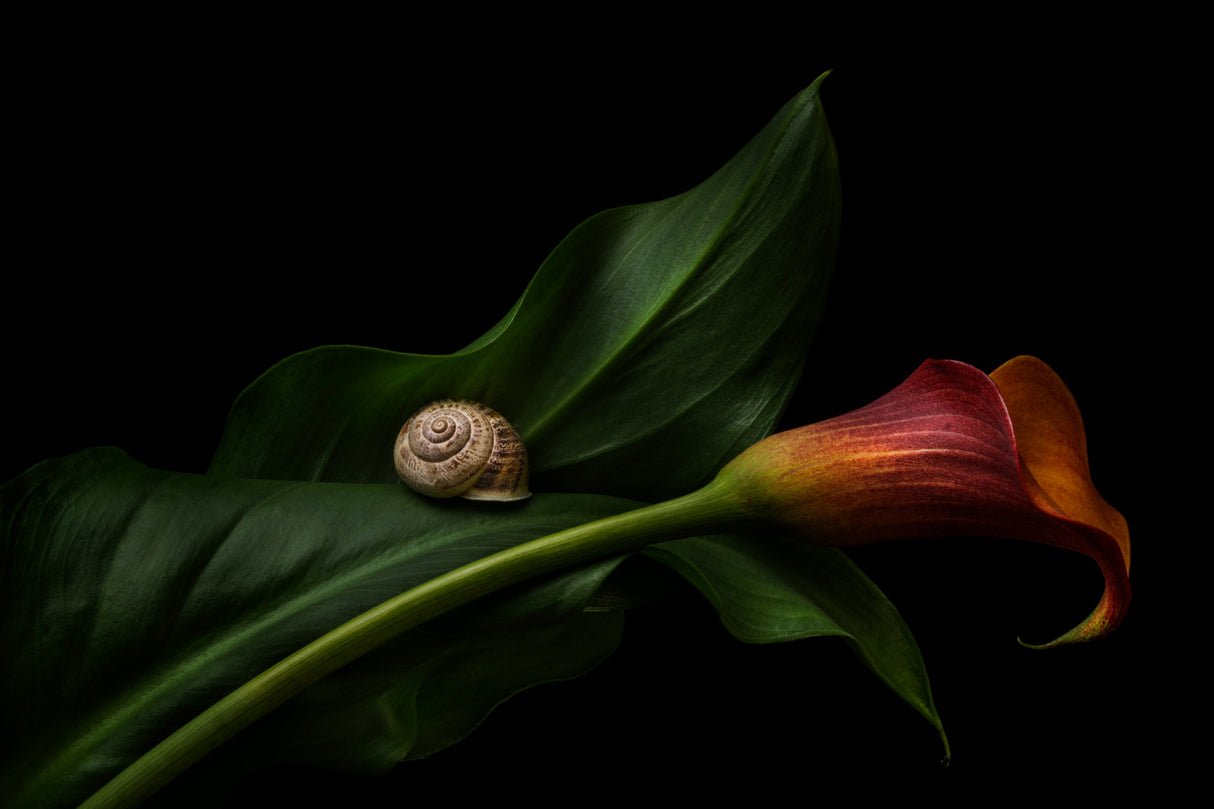 Still Life With A Calla Poster och Canvastavla