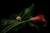 Still Life With A Calla Poster och Canvastavla
