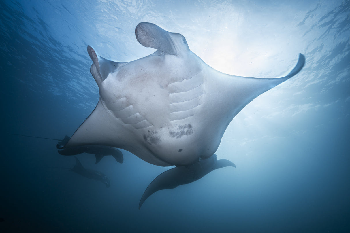 Manta Mother Poster och Canvastavla