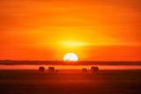 Africa Impression Poster och Canvastavla