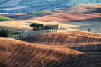 Sunset in Val d'Orcia Poster och Canvastavla
