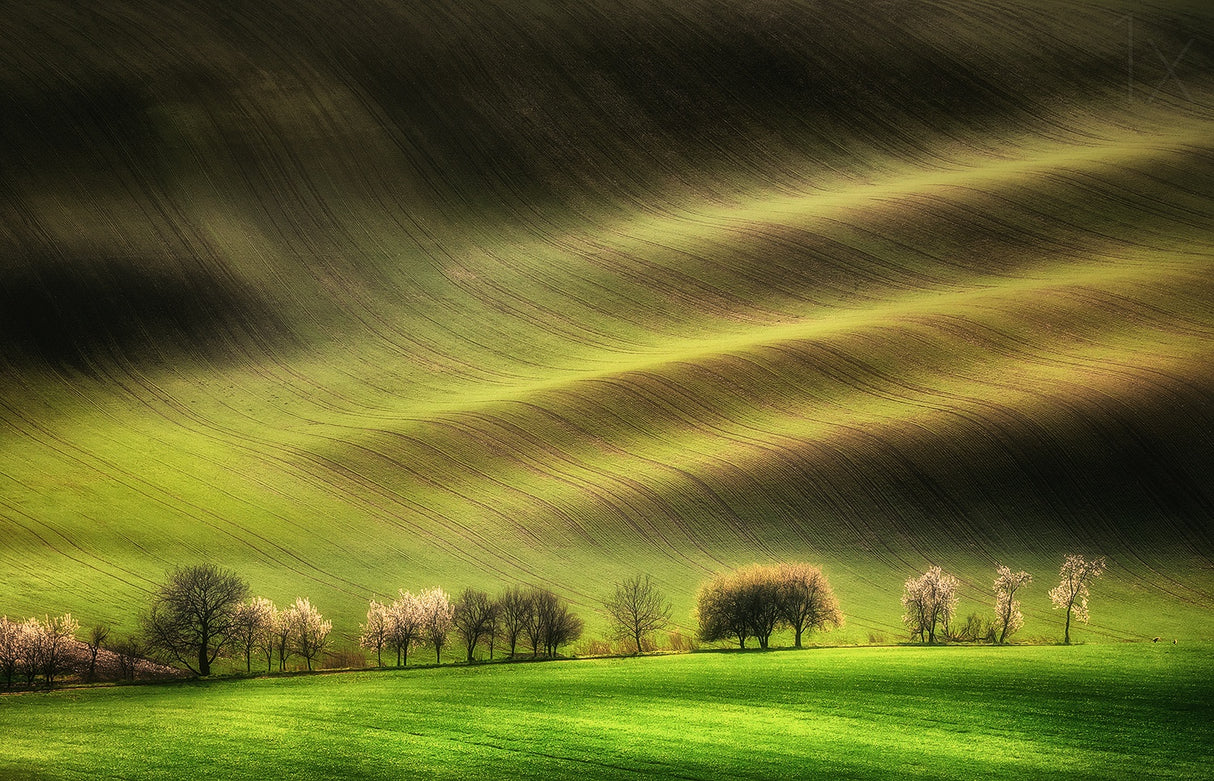 Moravian Fields Poster och Canvastavla