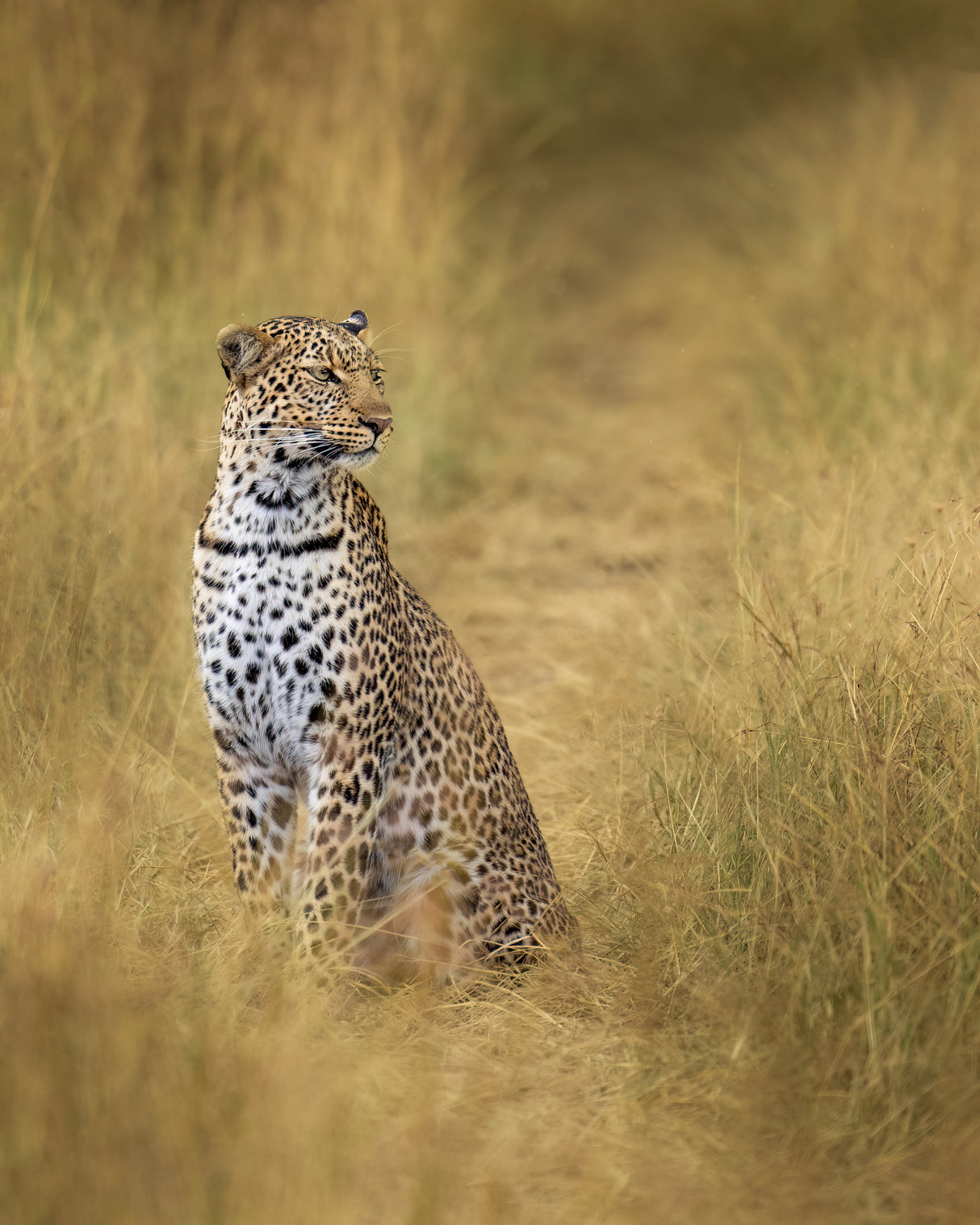 leopard Poster och Canvastavla