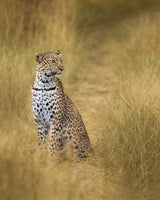 leopard Poster och Canvastavla