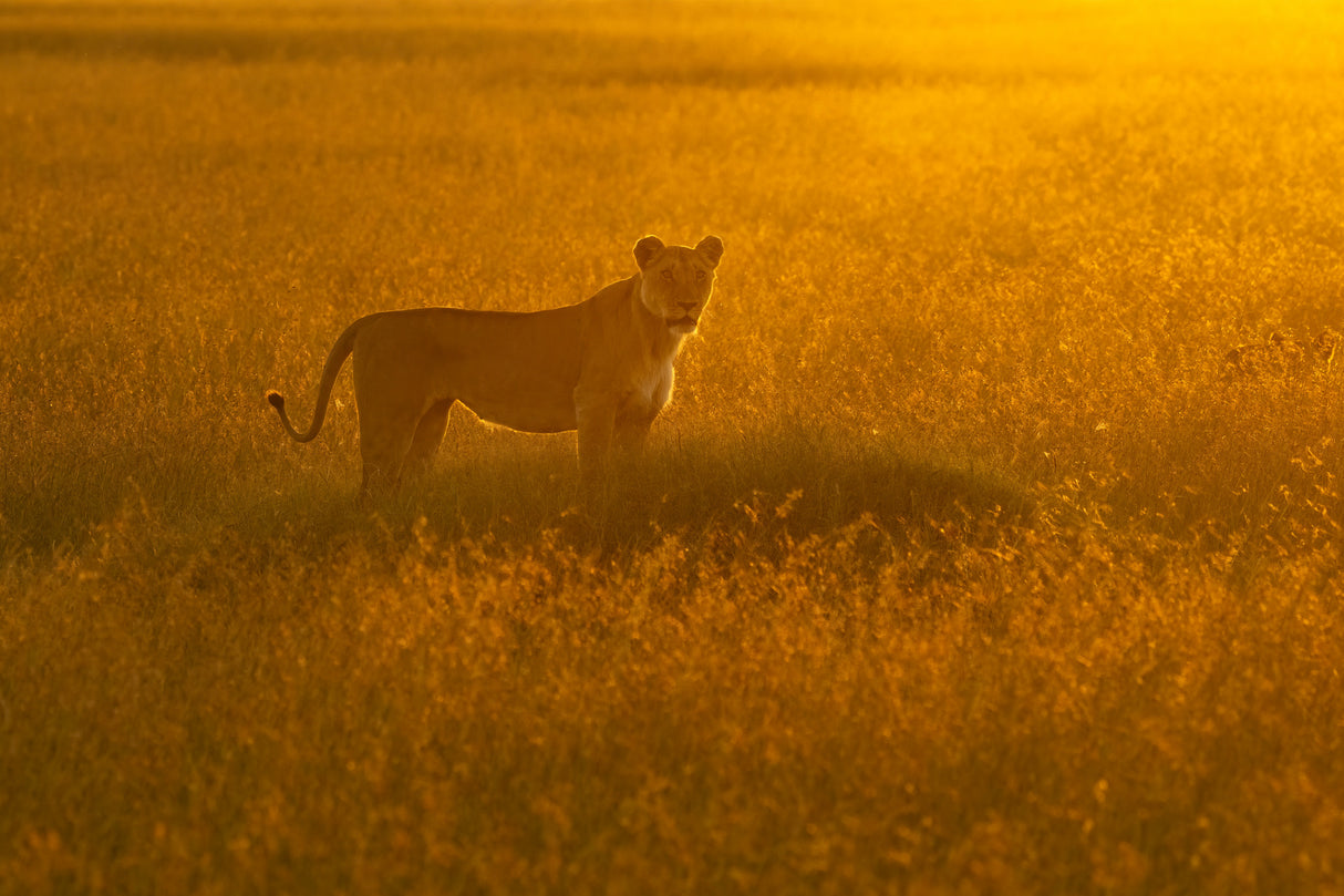 Golden Savannah Poster och Canvastavla