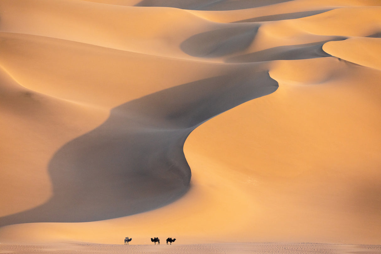 Desert Poster och Canvastavla