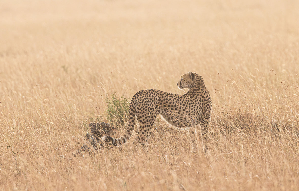 Cheetah Poster och Canvastavla