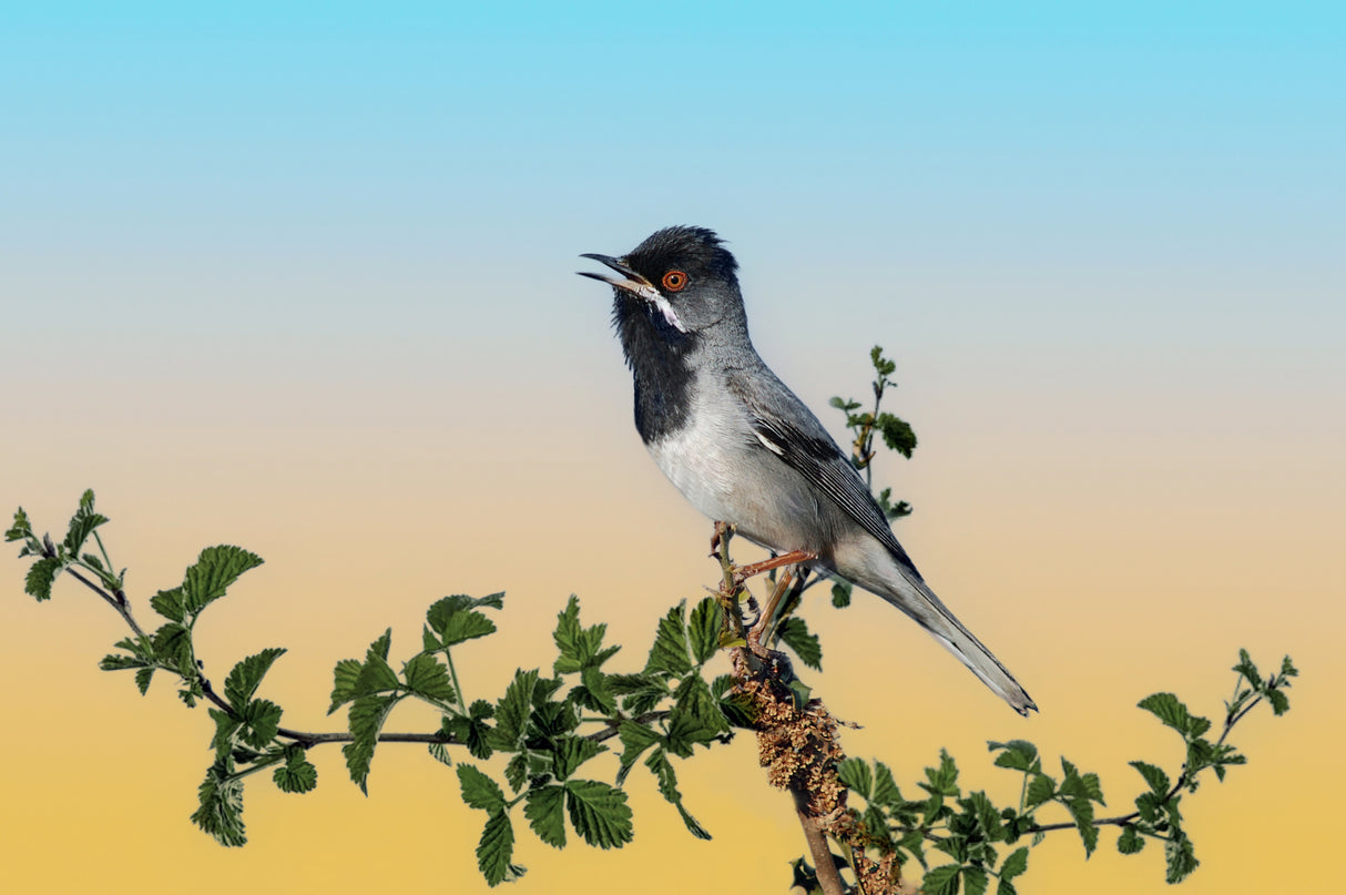 Singing and singing on a raspberry bush Poster och Canvastavla