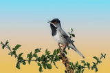 Singing and singing on a raspberry bush Poster och Canvastavla