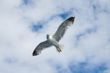 flying seagull Poster och Canvastavla