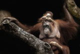Cute baby Poster och Canvastavla