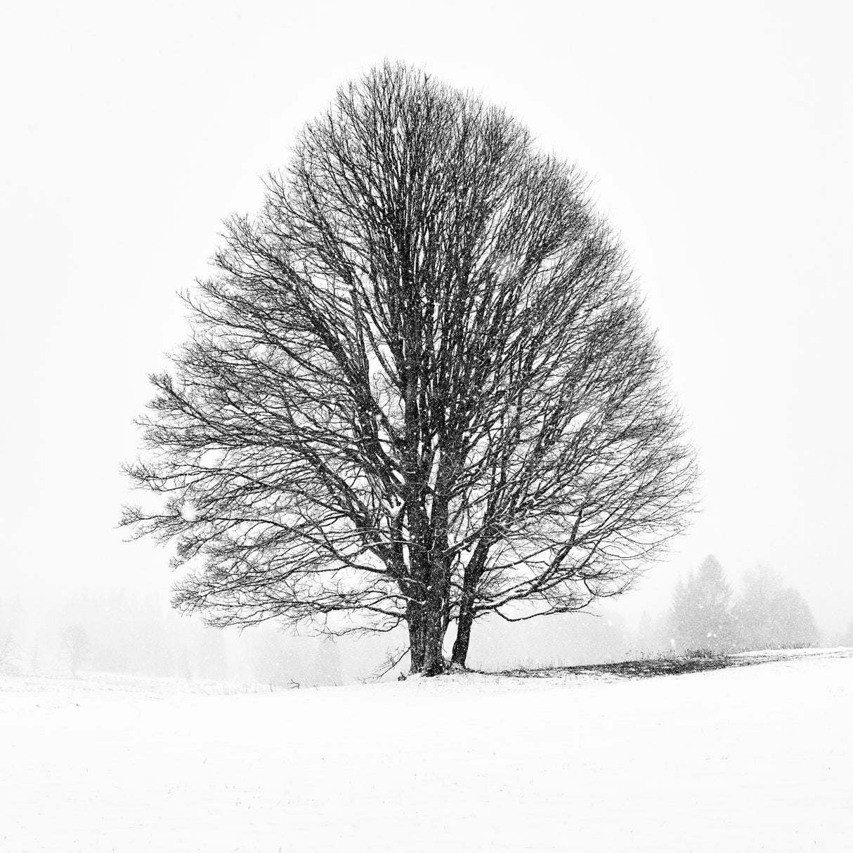 LONELY TREE Poster och Canvastavla