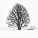 LONELY TREE Poster och Canvastavla