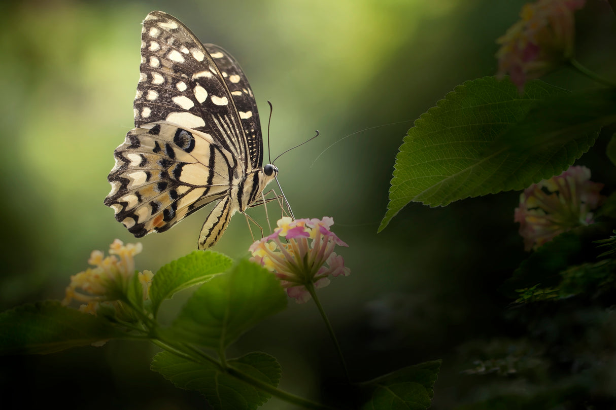 Painted Lady Butterfly On Beautiful Scene Poster och Canvastavla