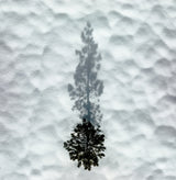 Winter Tree Poster och Canvastavla