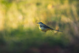 Grey Wagtail Poster och Canvastavla